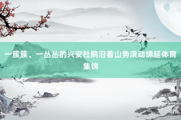 一簇簇、一丛丛的兴安杜鹃沿着山势滚动绵延体育集锦